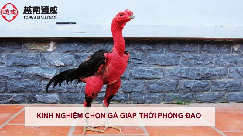 vay-ga-giap-thoi-phong-dao-2