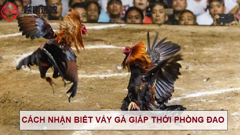 vay-ga-giap-thoi-phong-dao vay-ga-giap-thoi-phong-dao