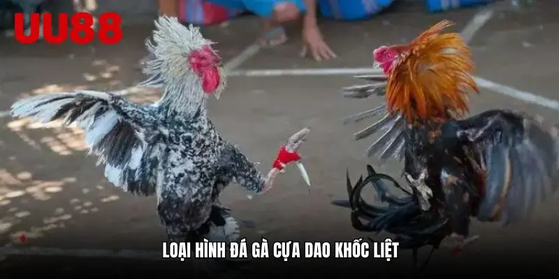 Chon-loai-hinh-da-ga