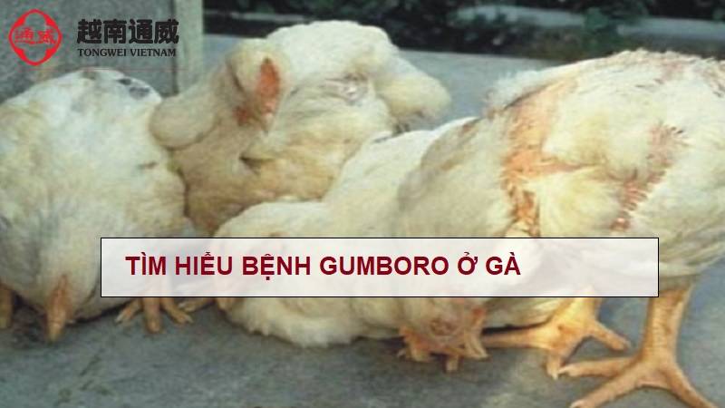 benh-gumboro-o-ga