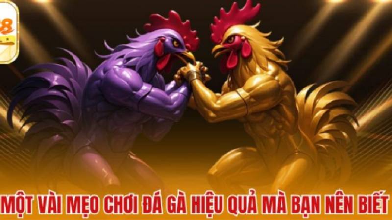 meo-nuoi-chuoi-thang-da-ga-au88-3