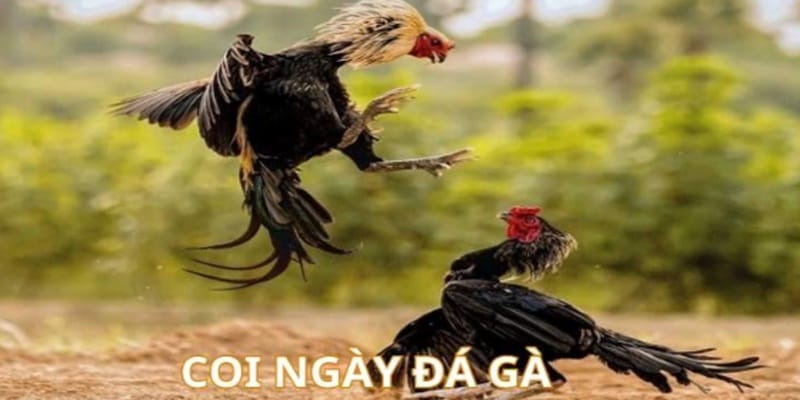 xem-ngay-da-ga-chuan-phong-thuy-3