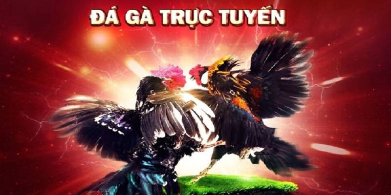 da-ga-vn88-soi-dong-tung-cu-vo-canh
