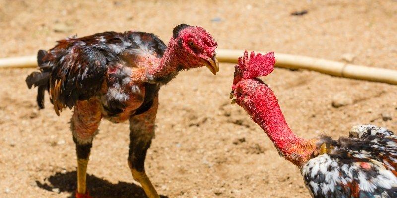 noi-tim-kiem-van-may-cung-loat-chien-thuat-da-ga-kubet11