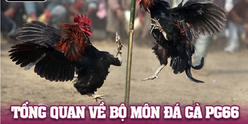 chien-luoc-quan-von-da-ga-pg66