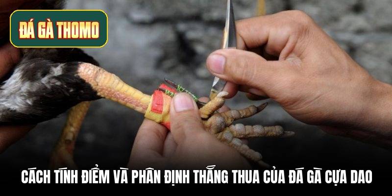 cach-tinh-diem-va-phan-dinh-thang-thua-cua-da-ga-cua-dao