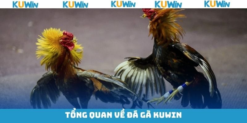 da-ga-kuwin-trai-nghiem-sanh-dau-truc-tuyen
