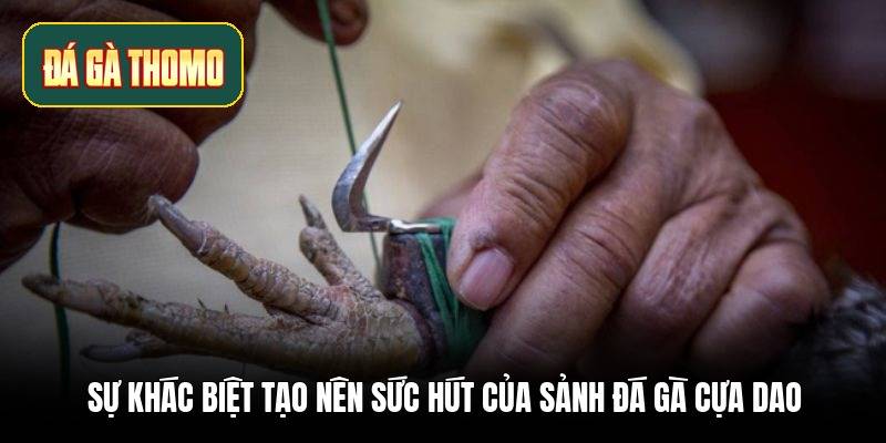 Sự khác biệt tạo nên sức hút của sảnh đá gà cựa dao