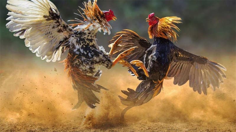 da-ga-sunwin-2
