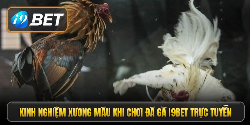 kinh-nghiem-xuong-mau-khi-choi-da-ga-i9bet-truc-tuyen