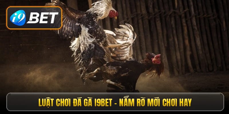 luat-choi-da-ga-i9bet-nam-ro-moi-choi-hay