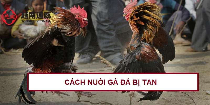cach-nuoi-ga-da-bi-tan