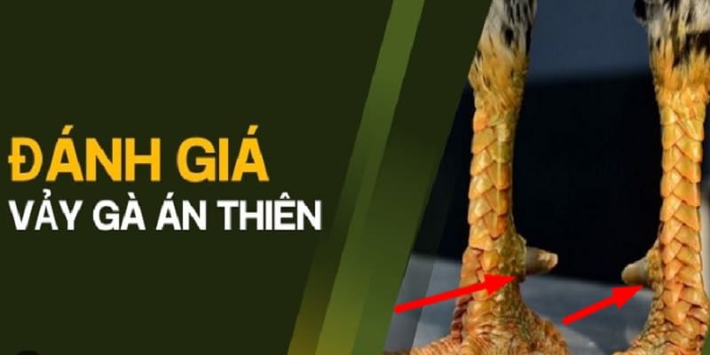 tim-hieu-vay-ga-an-thien-2