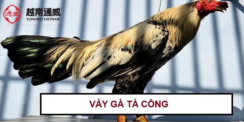 tim-hieu-vay-ga-ta-cong