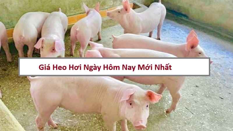 gia-heo-hoi-hom-nay